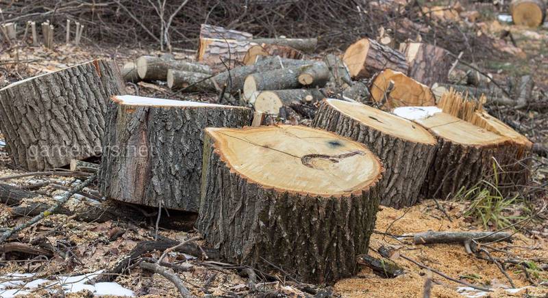 Спилювання дерев на власній земельній ділянці: корисні поради та штрафи в Україні