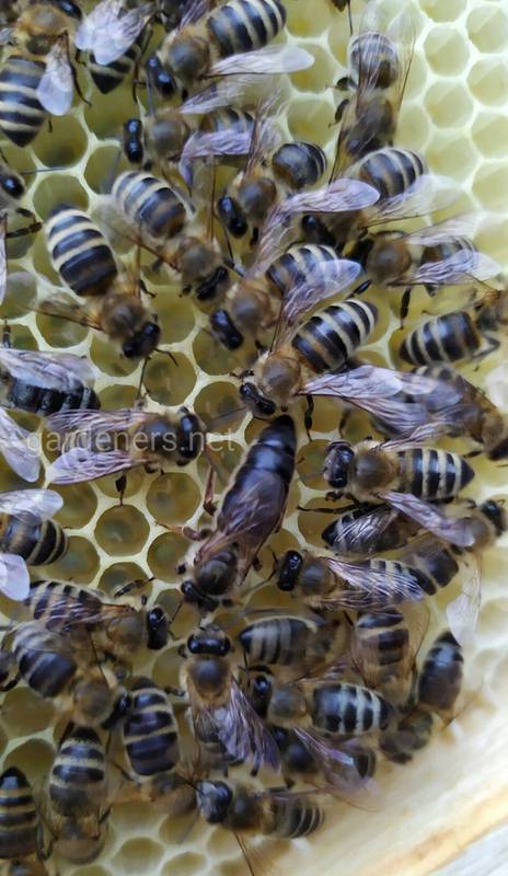 Штучне запліднення бджолиних маток