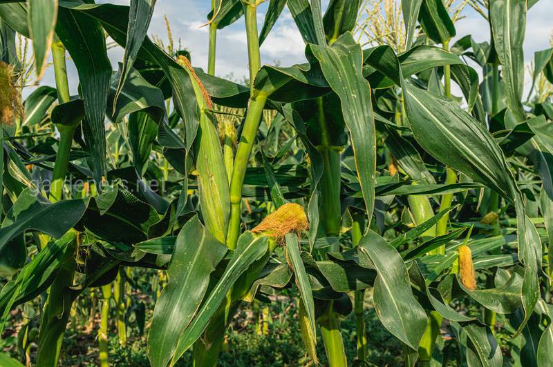 Як запобігти враженню кукурудзи пухирчастою головнею?