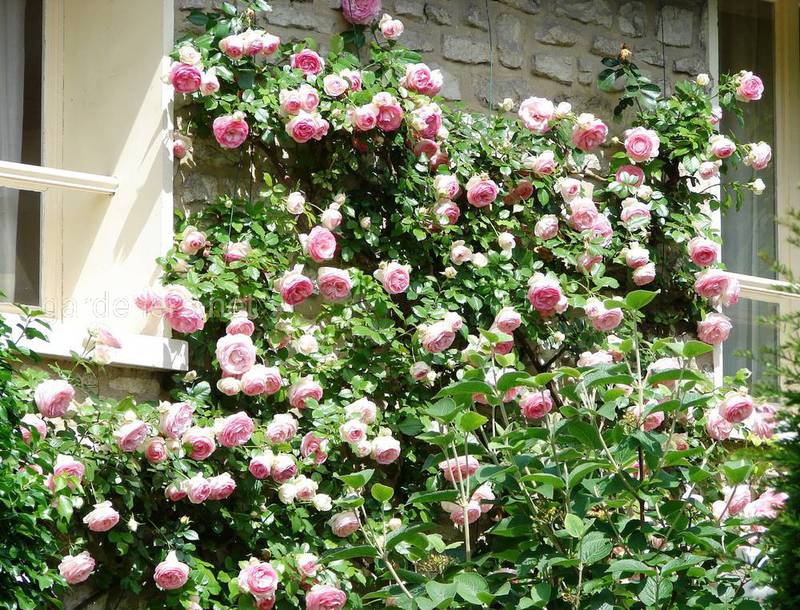 Плетиста троянда