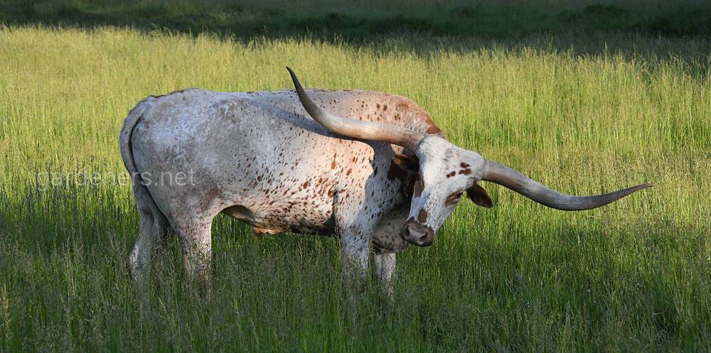 Техасский лонгхорн корова