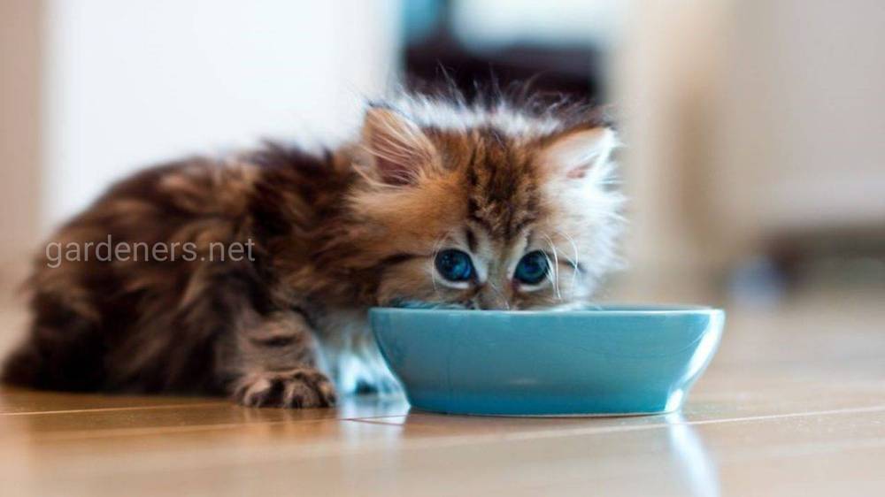 Режим харчування кошеня