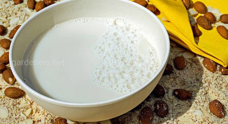 Как приготовить растительное молоко самому