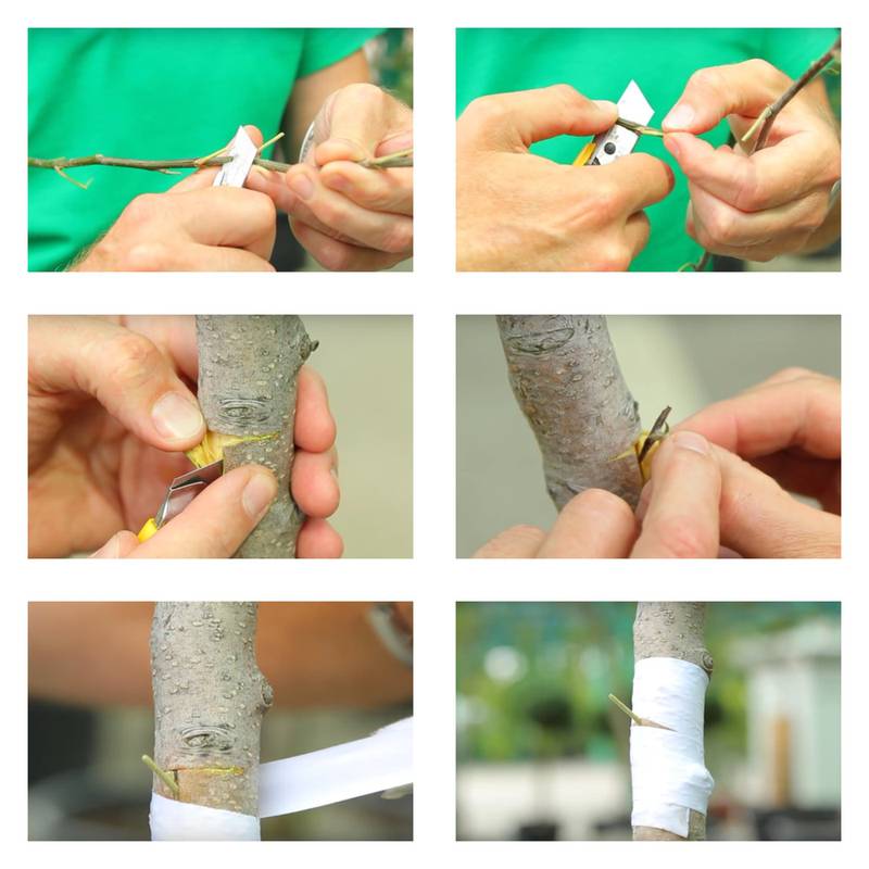 Сад и огород