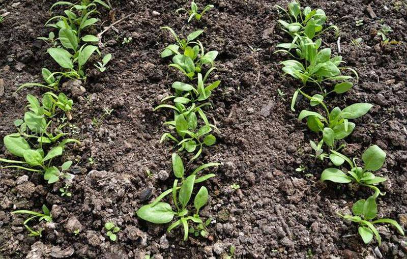 Як правильно вирощувати шпинат?
