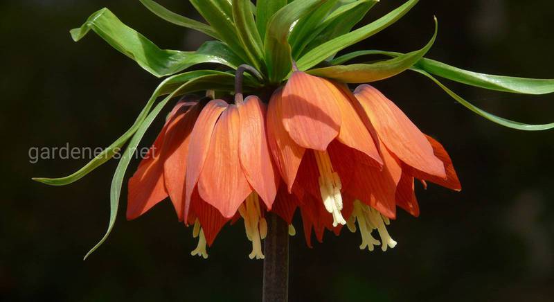 Рябчик або імператорська корона: як виростити і доглядати за гарною квіткою з різким запахом