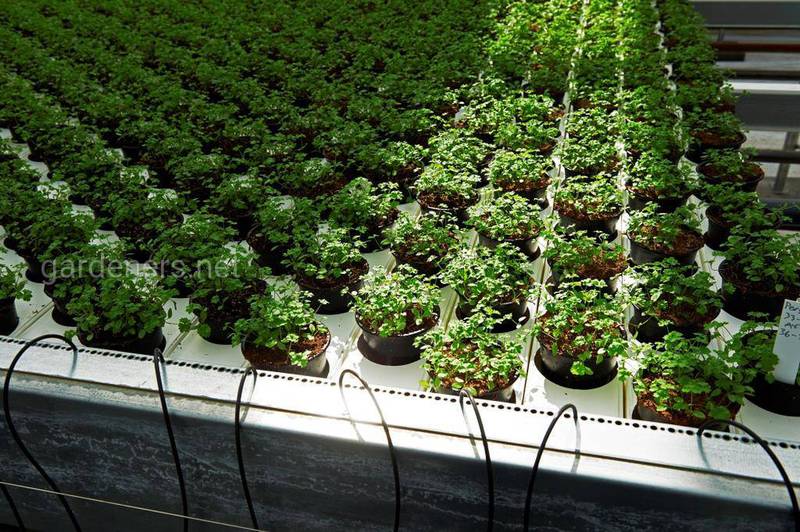 Як вирощують саджанці салату у сучасному тепличному виробництві?