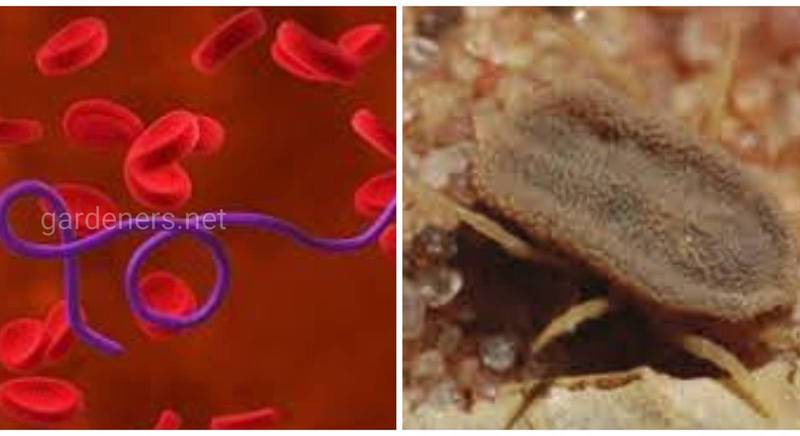 Ендемічний спірохетоз - кліщовий поворотний тиф - розповсюджене інфекційне захворювання, яке переносять кліщі