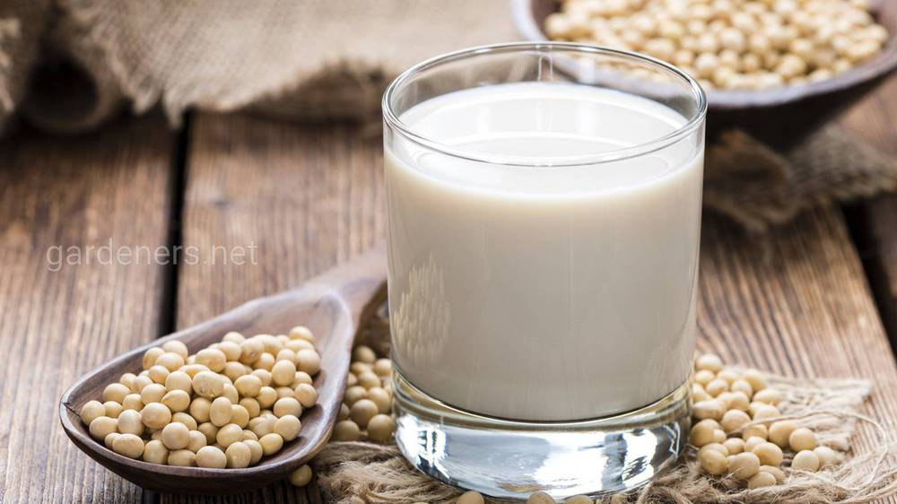 Как приготовить растительное молоко