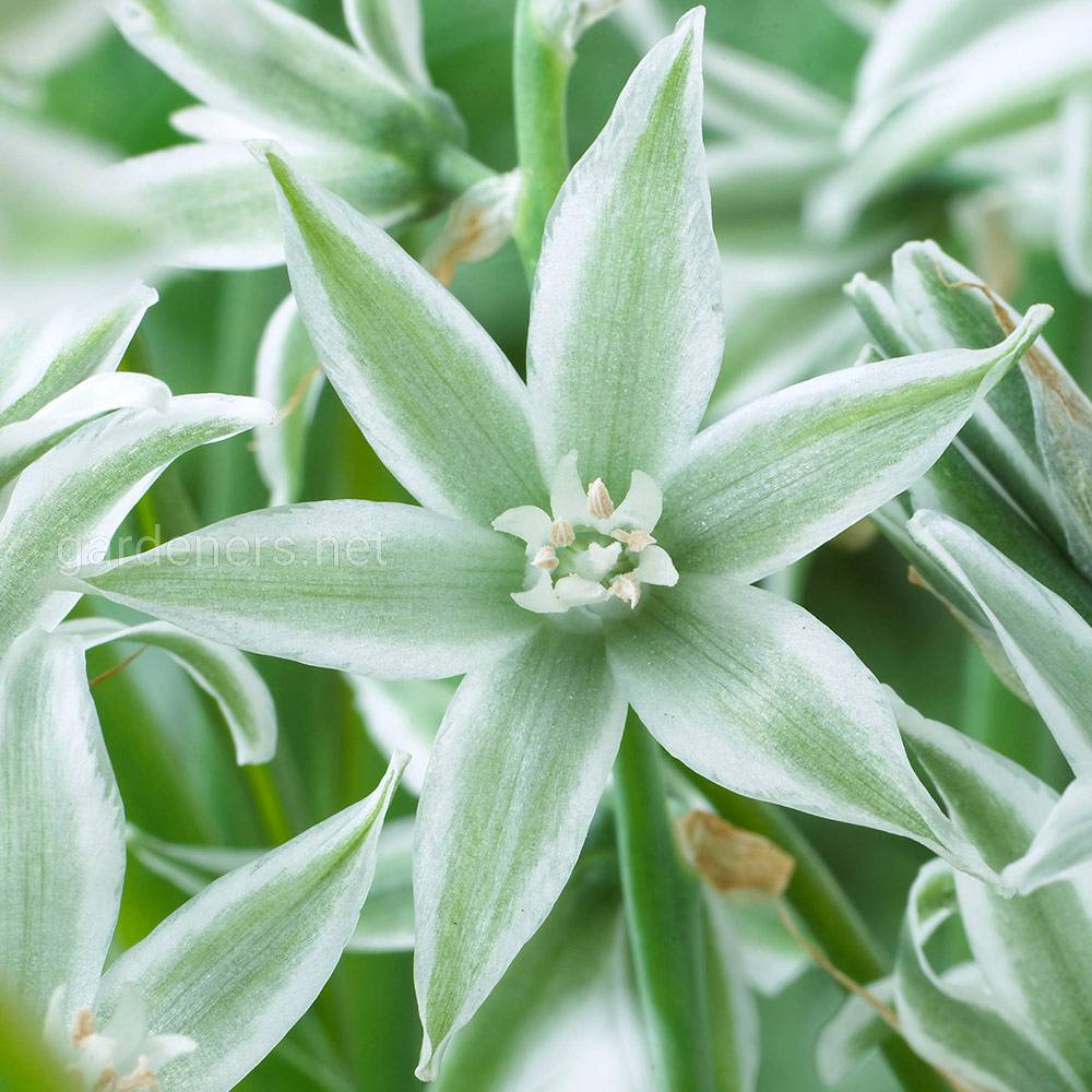 Ornithogalum