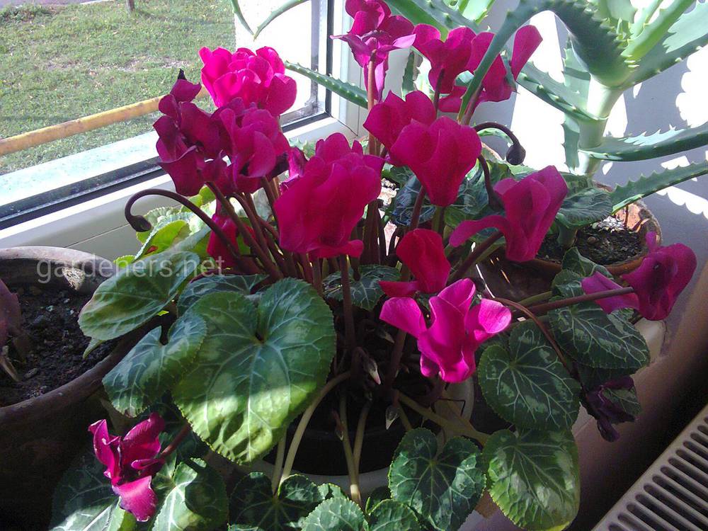 Cyclamen persicum