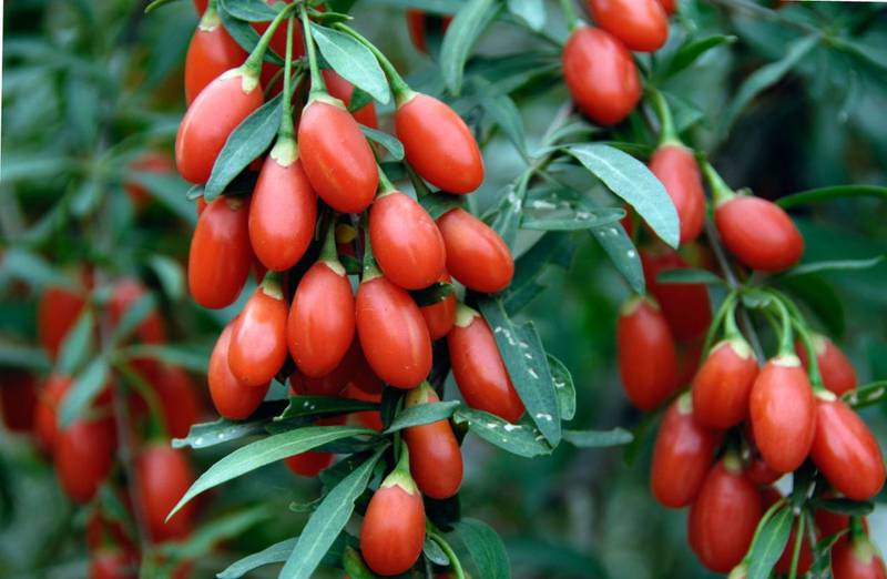 Какие агроэкологические условия необходимы для выращивания ягод годжи?