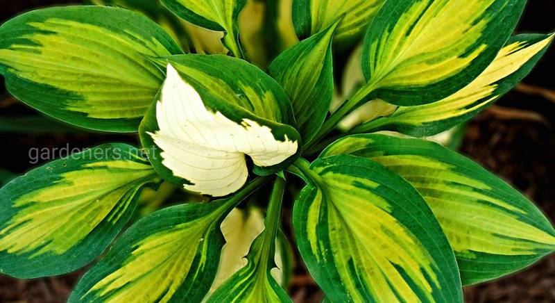 ТОП-5 декоративно-лиственных растений, из которых получится идеальный цветник