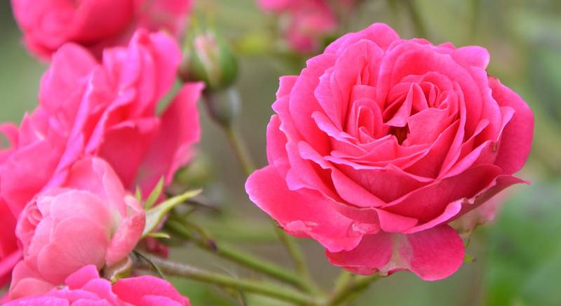 ТОП-13 правил догляду за плетистими трояндами навесні