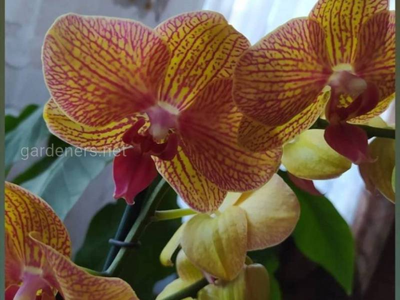 Как распознать и бороться с чёрной и корневой гнилью орхидеи?