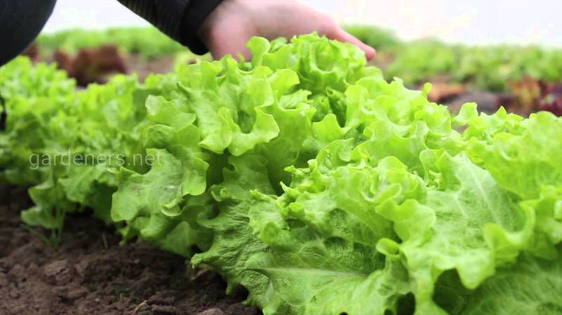 Как выращивать зимний салат?