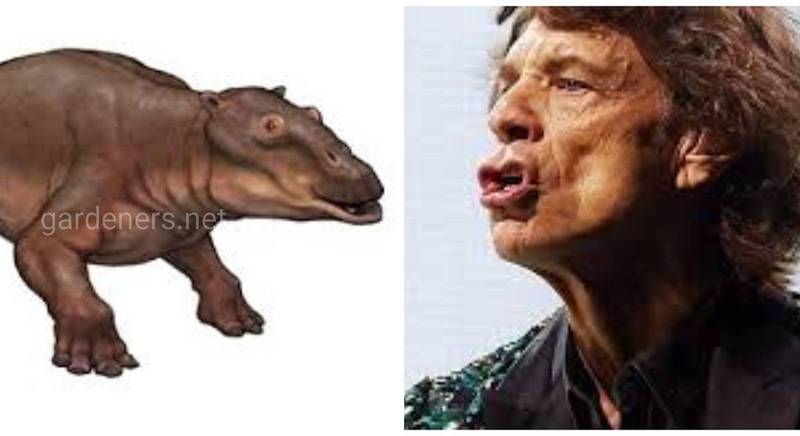 Виды животных, названные в честь фронт-мена Rolling Stones - Мика Джаггера