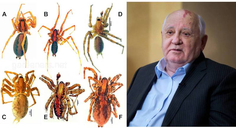 Новый вид воронковых пауков был назван в честь Михаила Сергеевича Горбачева