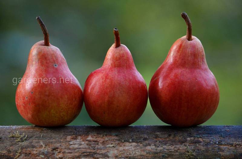Как правильно хранить урожай яблок и груш?