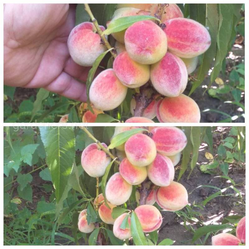 Врожай персиків