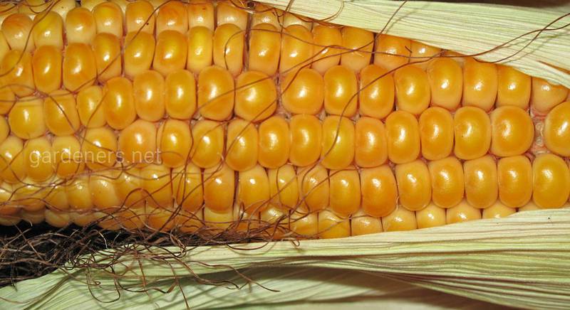 Состав и калорийность кукурузной крупы