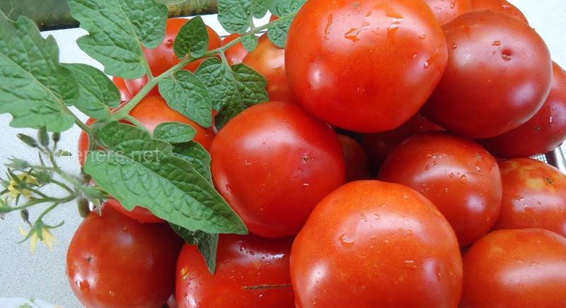 ТОП-15 найкращих сортів томатів