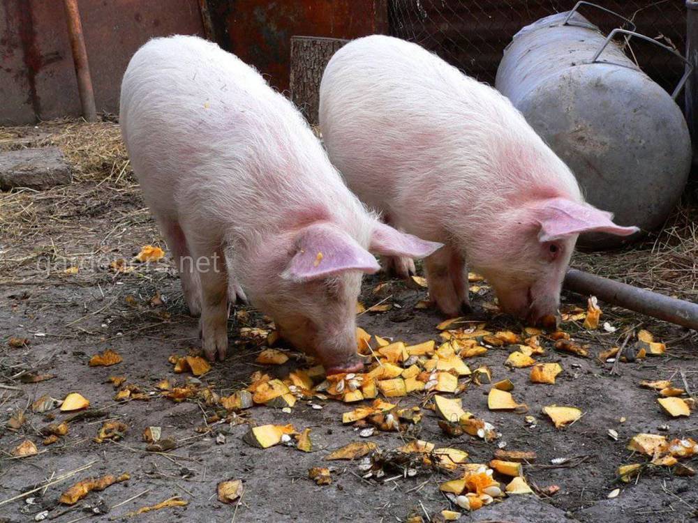 Отличия свиней мясных пород