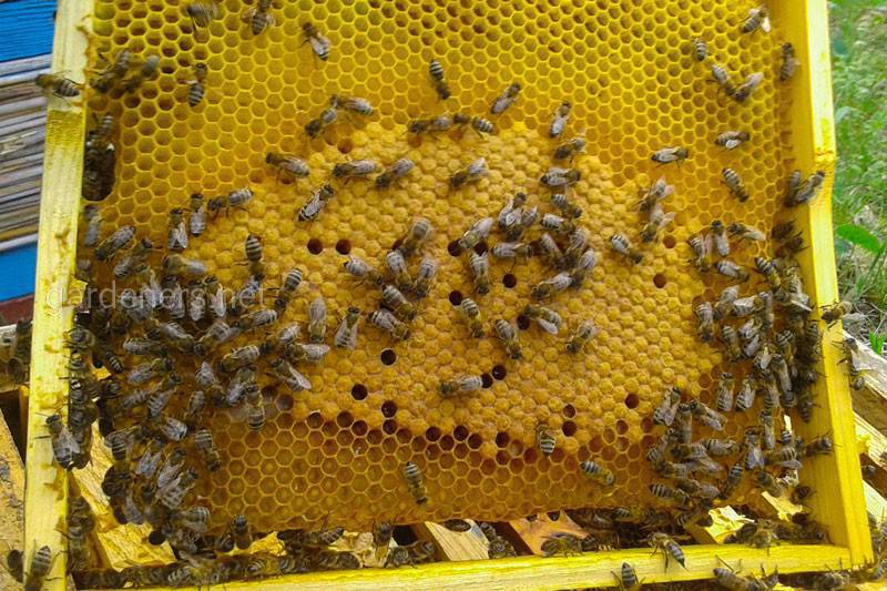 Как распознать болезни пчелиного расплода?