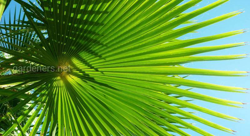 Вашингтонія: догляд і вирощування пальми з насіння. Як правильно доглядати за екзотичним деревом