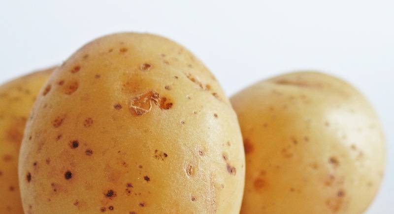 ТОП 9 среднеранних сортов картофеля