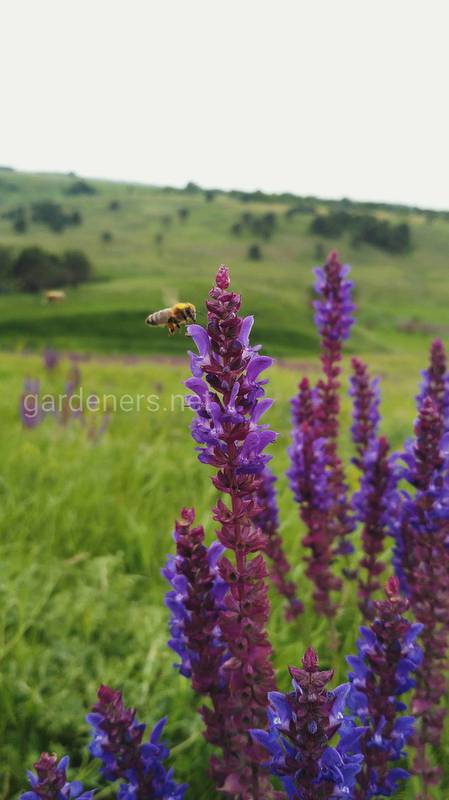 Одиночні бджоли для кращого запилення садів!