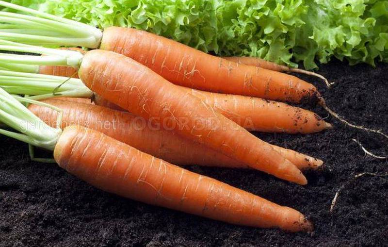 Морковь в кулинарии 