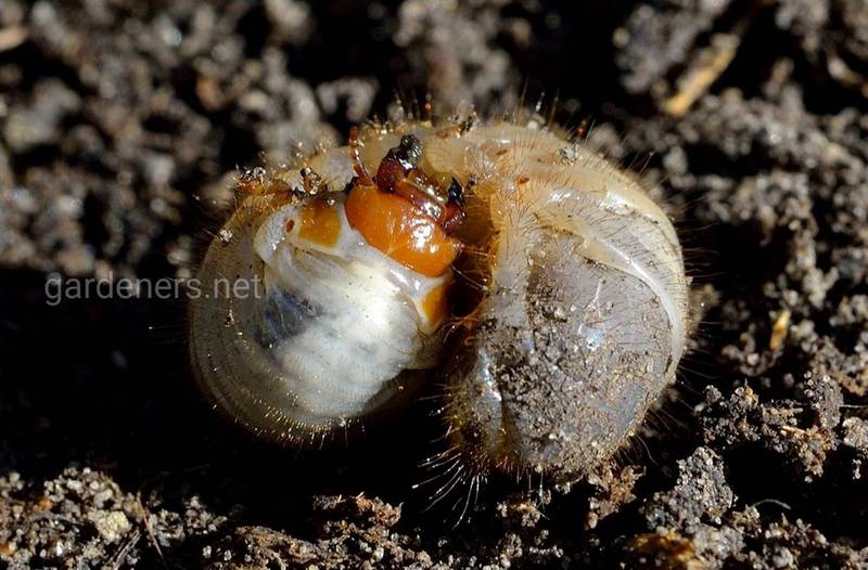 Альтернативой инсектицидам является энтомопатогенные нематоды в борьбе с личинками майского жука!