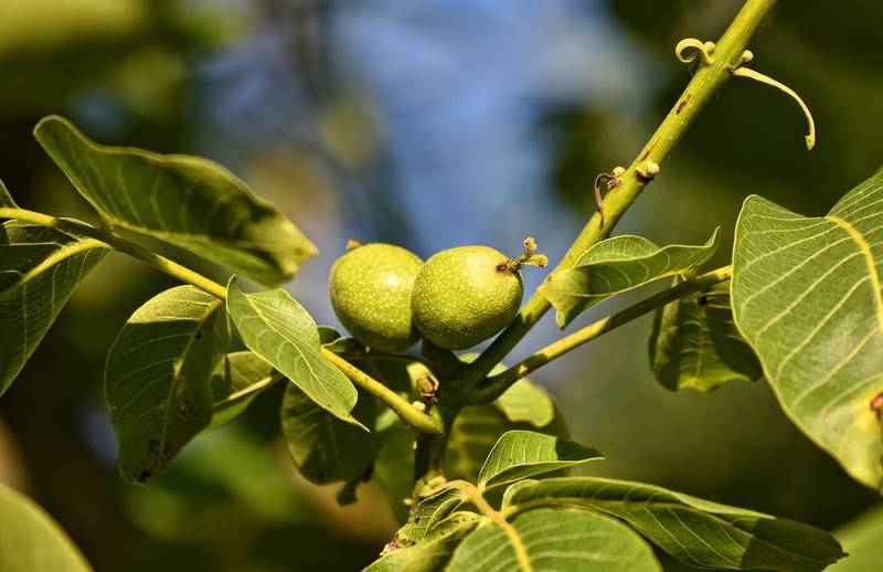 Горіх грецький