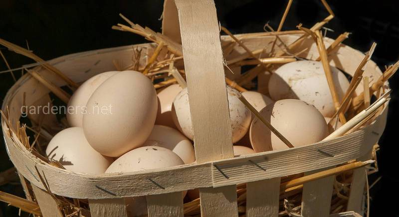 Знесла курочка яєчко: як домогтися високої несучості