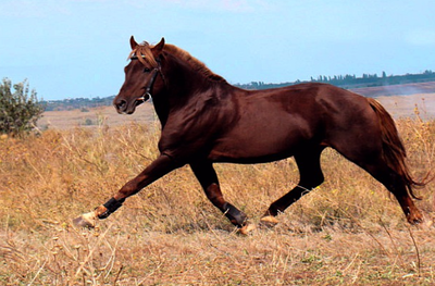 Лошадь Перувийский пасо