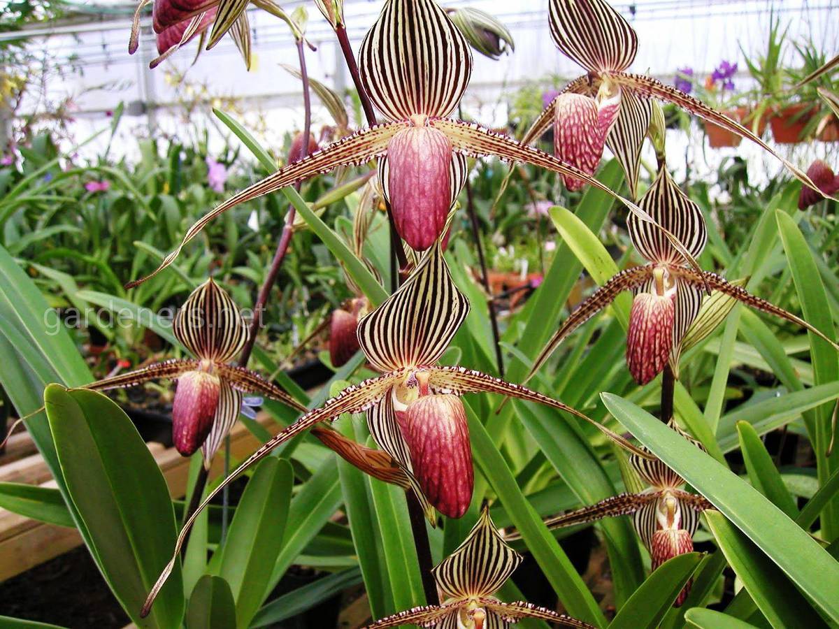Пафиопедилум Ротшильда самая дорогая орхидея в мире