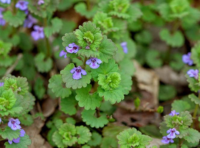 Будра плющевидная