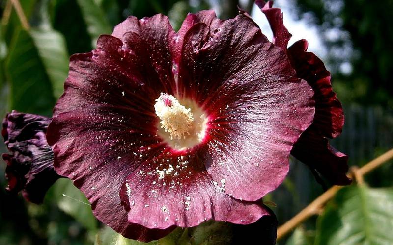 Мальва – торжественный цветок 