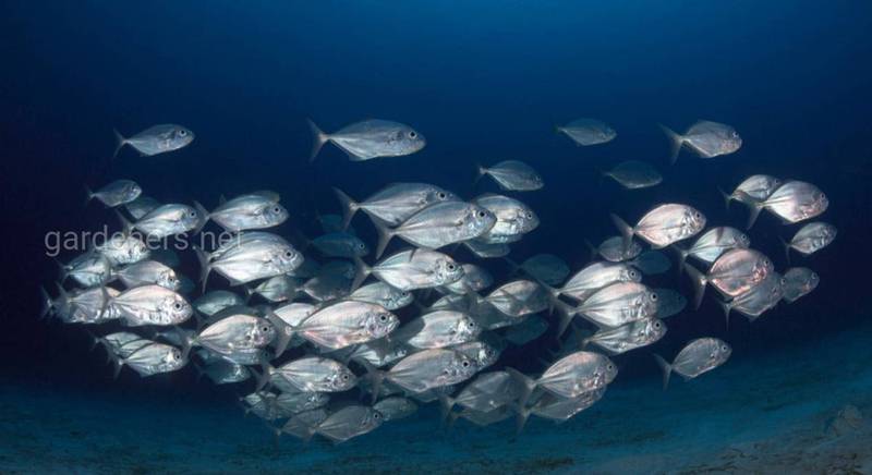 15 интересных фактов о рыбах