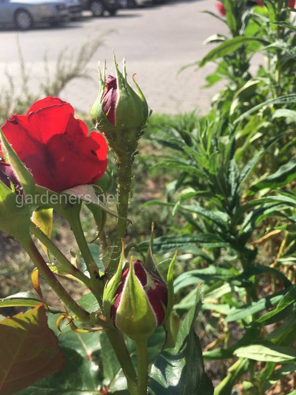 Як захистити троянди від попелиці?