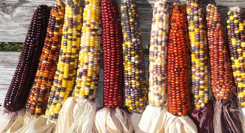 ТОП 6 уникальных сортов декоративной кукурузы