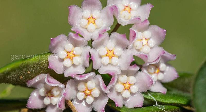 Hoya thomsonii Hooker, хойя из 19-го века подходит для ампельного выращивания 