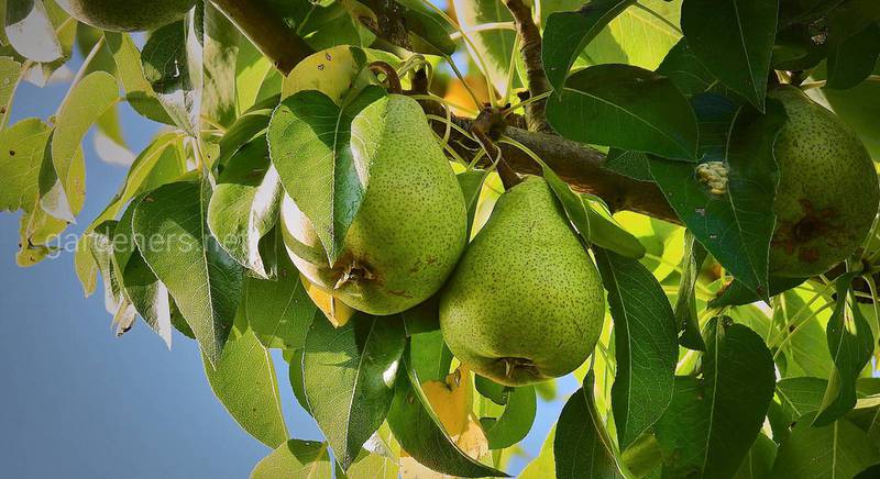 Вирощування фруктових дерев як бізнес: вкладення, прибуток, особливості та нюанси