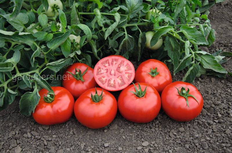 Новинки сортів томатів 2021 року