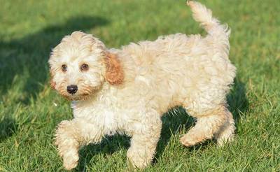 Бедлингтон -терьер Bedlington Terrier: особенности породы, характеристики, уход и воспитание