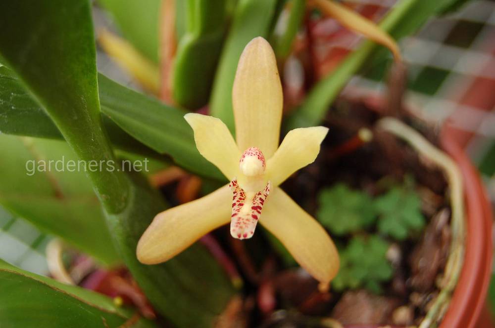 Maxillaria