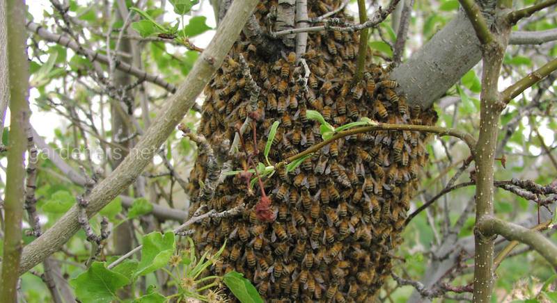 20 мая - Всемирный день пчёл.