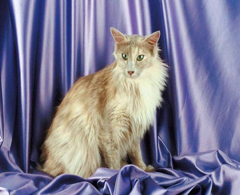 Орієнтальна довгошерста кішка
