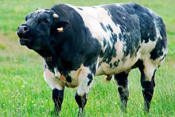 Чому білки важливі для правильного харчування великої рогатої худоби?